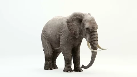 CG rendering of the eating elephant.Loop animation. Stock Footage 85254442