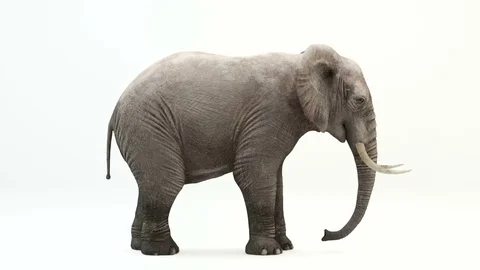 CG rendering of the eating elephant.Loop animation. Stock Footage 85325346