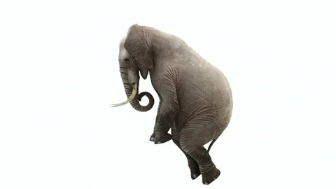 CG rendering of the flying elephant.Loop animation. Stock Footage 85777191