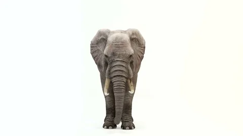 CG rendering of the standing elephant.Loop animation. Stock Footage 85254532