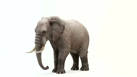 CG rendering of the standing elephant.Loop animation. Stock Footage 85325401