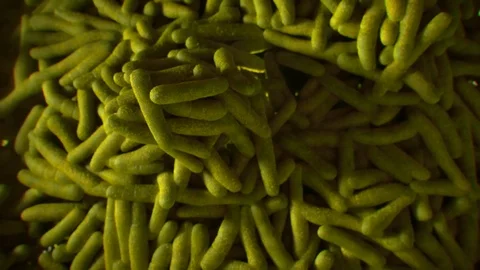 CGI rod shaped bacteria Stock Footage 88124451