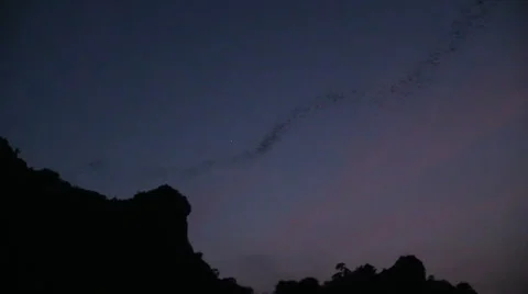 Cha-Am Bat Cave, Part2 (Bat Flight). Thailand Stock Footage 34472830