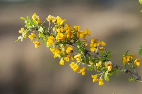 Chaar tree in Calden forest, bloomed in spring,La Pampa,Argentina Stock Photos