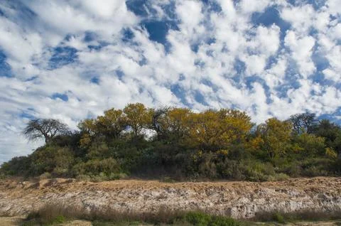 Chaar tree in Calden forest, bloomed in spring,La Pampa,Argentina Stock Photos