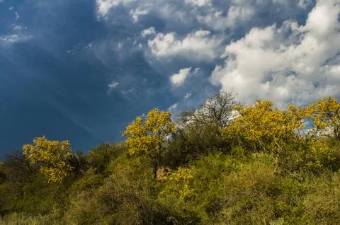 Chaar tree in Calden forest, bloomed in spring,La Pampa,Argentina Stock Photos