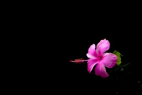 Chaba pink flower single on black night color background Stock Photos