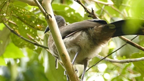 Chachalaca bird with long neck and tail standing in the wild Stock Footage 123616333