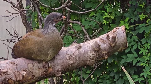 A chachalaca bird relaxing Stock Footage 296849293