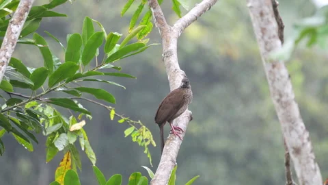 Chachalaca in the rain Amazon Rainforest Brazil Ecuador Peru Stock Footage 278427872
