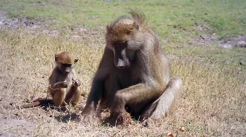 Chacma Baboon and Baby Digging Stock Footage 43965663