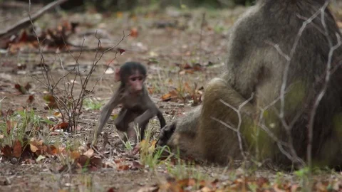 Chacma baboon baby 動画素材 102446238