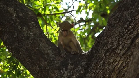 Chacma baboon baby playing 動画素材 102445520
