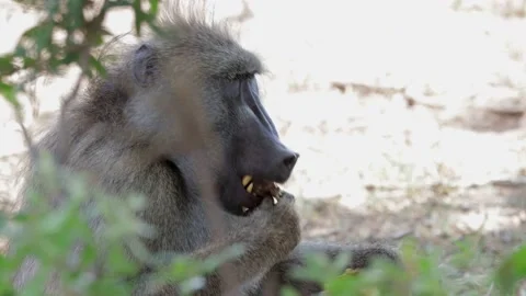 Chacma baboon eating close-up Stockbeeldmateriaal 145984000