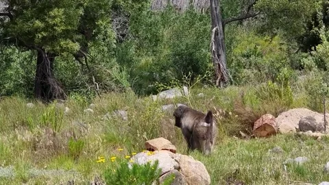 A Chacma Baboon Eating Stock Footage 167549453