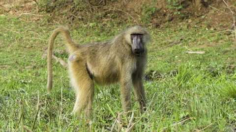 A chacma baboon eats green grass on the bank of a river. The video was taken Stock Footage 295797037