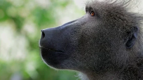 Chacma baboon extreme close- up Stock Footage 145983833