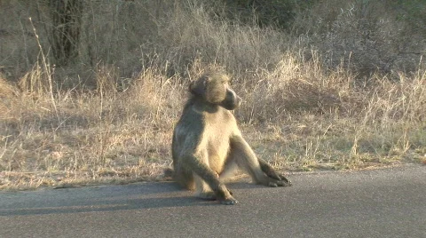 Chacma baboon Vidéo 532042