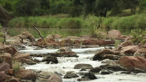 A chacma baboon jumping across rocks to cross a stream in Kruger National Park Stock Footage 341599588