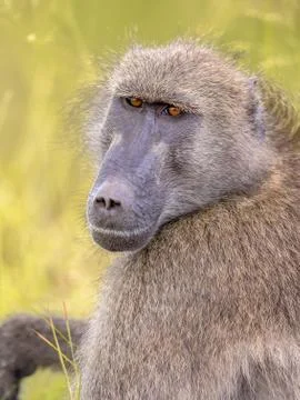 Chacma baboon looking at camera Stock Photos