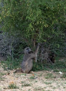 Chacma baboon looks at camera, monkey sits and picks a leaf from a tree Stock Photos