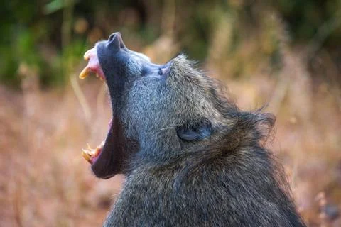 Chacma baboon monkey yawns and shows teeth in the Chobe National Park, Botswana Fotos de archivo