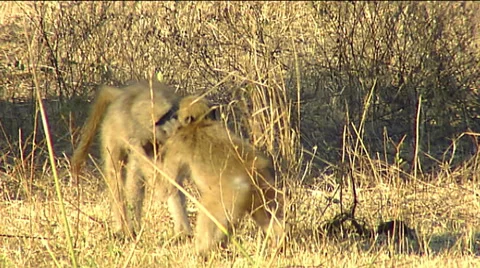 Chacma baboon (Papio ursinus) two youngsters wrestle and tussle Stock Footage 57047915