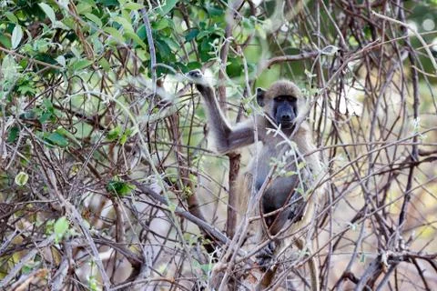 Chacma Baboon Stock Photos