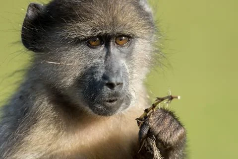 Chacma baboon 스톡 사진