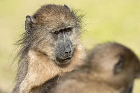 Chacma baboon Stock Photos