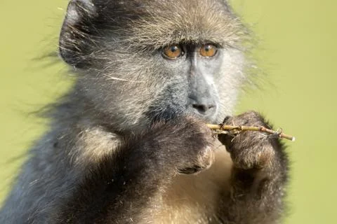 Chacma baboon 스톡 사진