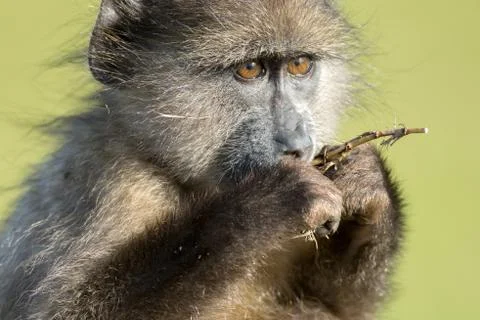 Chacma baboon Stock-Fotos