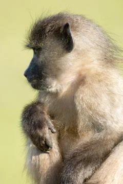 Chacma baboon Stock-Fotos