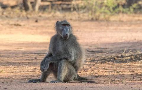 Chacma baboon Stock Photos