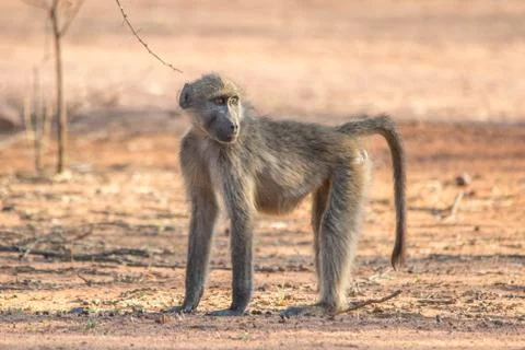 Chacma baboon Stock Photos
