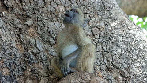 Chacma baboon resting Stock Footage 145985562