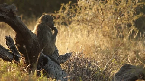 Chacma baboon setting on a stump 動画素材 102447334
