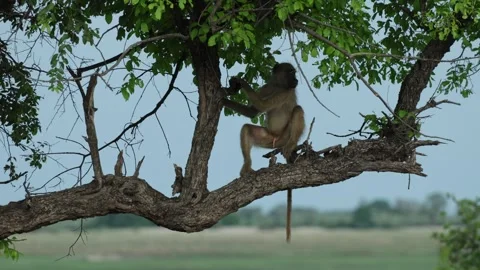 A chacma baboon sits on a tree branch before climbing higher into the dense Vídeos de archivo 345141979