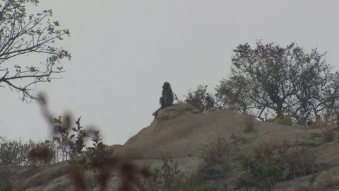 Chacma Baboon Sitting Resting on Rock Skyline Ridgeline in South Africa 動画素材 128174845