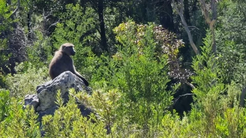 Chacma Baboon Sitting On A Rock 2 Stock Footage 169938631