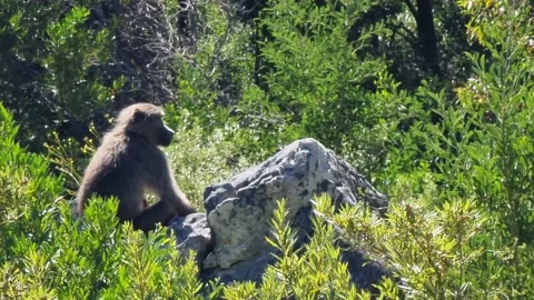 A Chacma Baboon Sitting On Rock Stock Footage 169938640