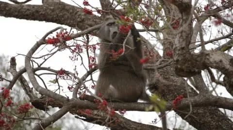 Chacma Baboon sitting in a tree and eating red fruits Stock Footage 52616707