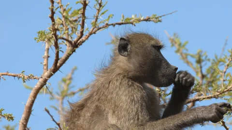 Chacma Baboon sitting in a tree and eating Stock Footage 53259044