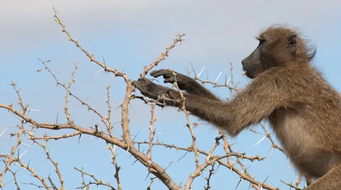 Chacma Baboon sitting in a tree and eating Stock Footage 54182559
