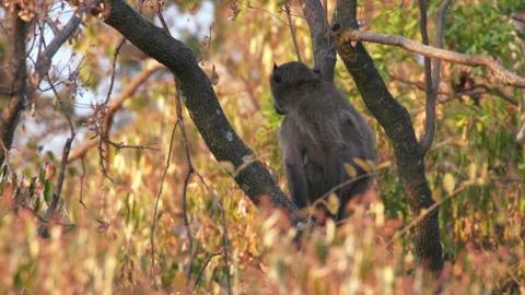 Chacma Baboon Sitting in Tree in South Africa Stock Footage 277311820