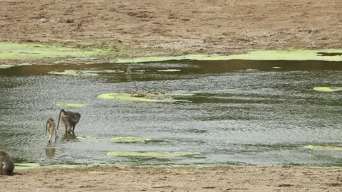 A Chacma baboon suddenly becomes startled, jumps and begins running through the Stock Footage 342052724