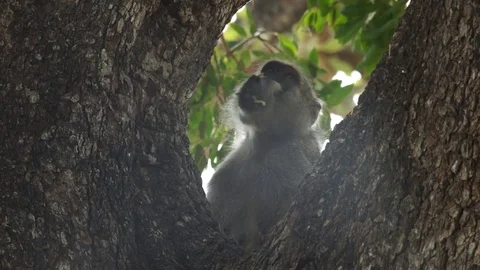 Chacma baboon in tree 動画素材 102446167