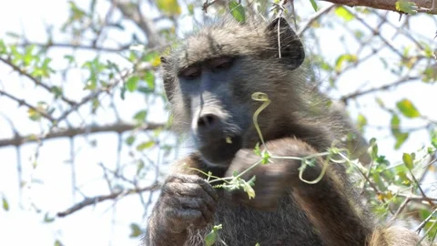 Chacma baboon in tree Stock Footage 145985341