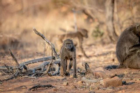 Chacma baboon walking towards the camera. Stock Photos