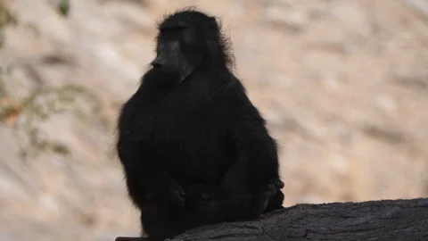 Chacma baboon yawning while sitting on a tree trunk 動画素材 122312818